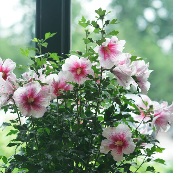 Hibiscus Paraplu Pink Ink® - Image 11