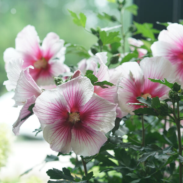 Hibiscus Paraplu Pink Ink® - Image 12