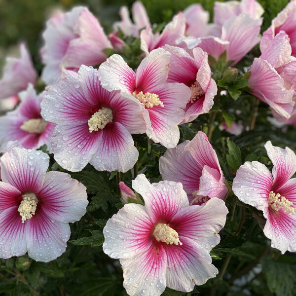 Hibiscus Paraplu Pink Ink® - Image 13