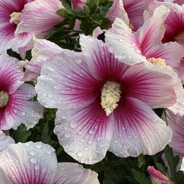 Hibiscus Paraplu Pink Ink® - Image 14