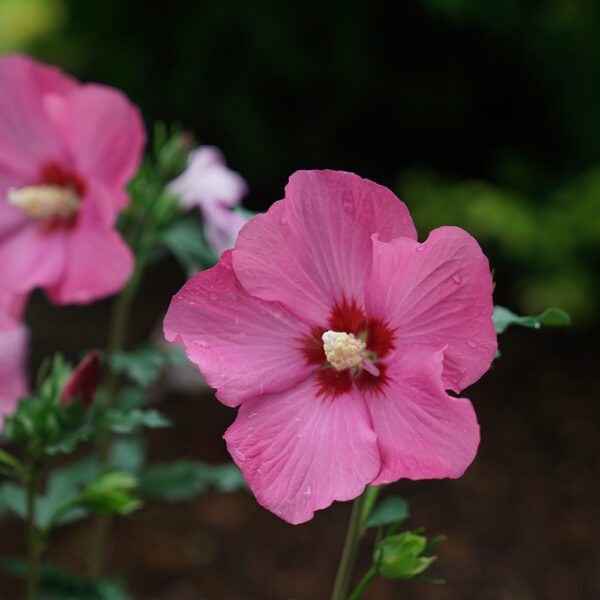 Hibiscus Paraplu Rouge™