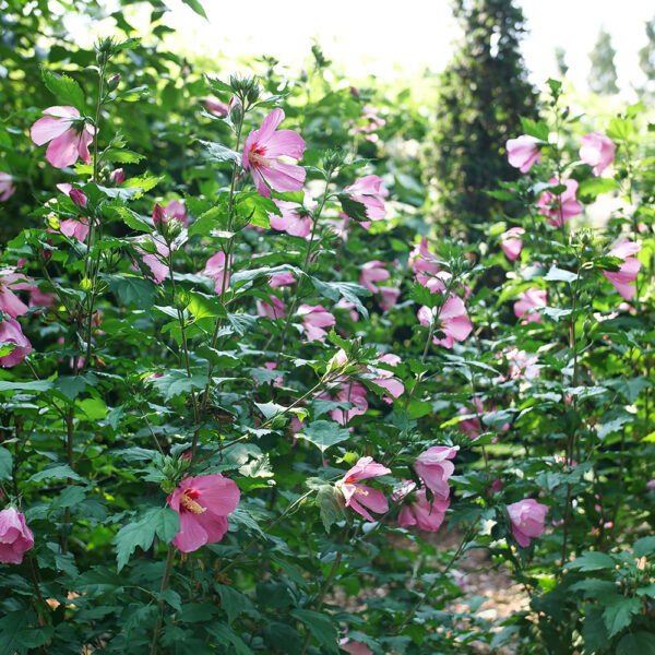 Hibiscus Paraplu Rouge™ - Image 2