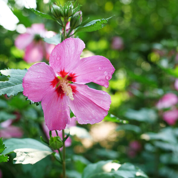 Hibiscus Paraplu Rouge™ - Image 3