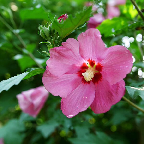 Hibiscus Paraplu Rouge™ - Image 4