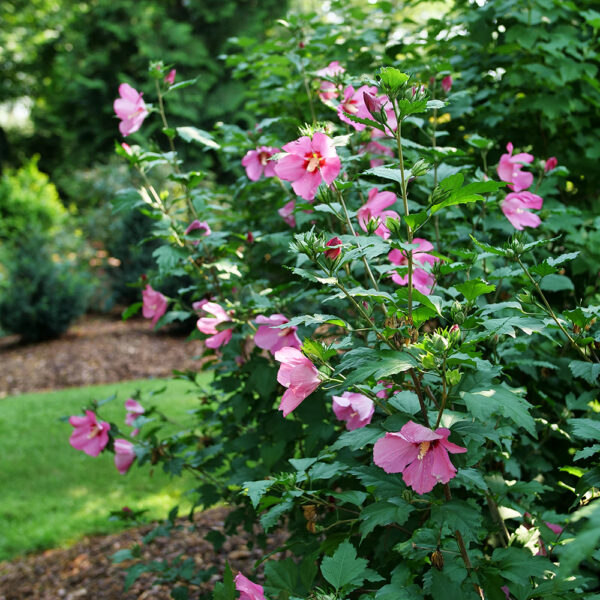 Hibiscus Paraplu Rouge™ - Image 5