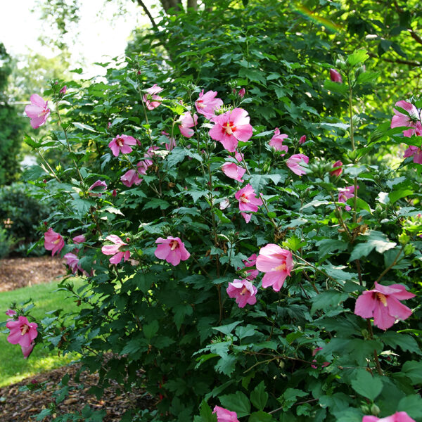Hibiscus Paraplu Rouge™ - Image 6