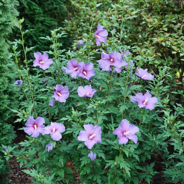 Hibiscus Paraplu Violet® - Image 2