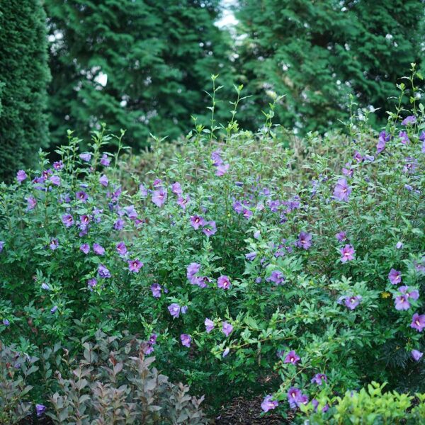 Hibiscus Paraplu Violet® - Image 4