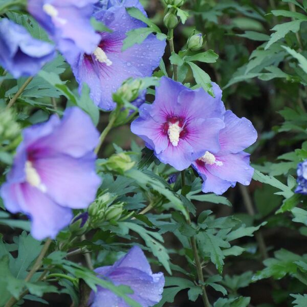 Hibiscus Paraplu Violet® - Image 5