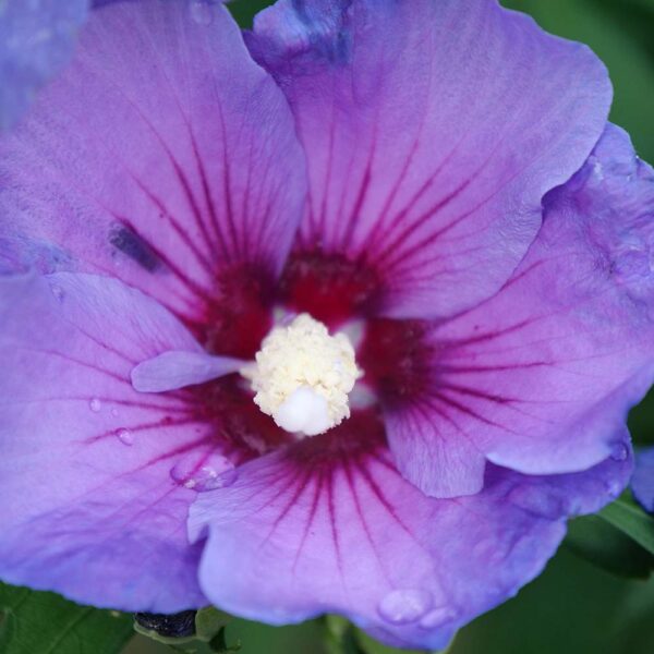 Hibiscus Paraplu Violet® - Image 6