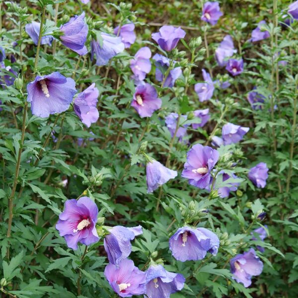 Hibiscus Paraplu Violet® - Image 8