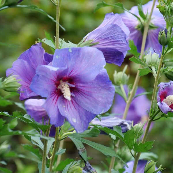 Hibiscus Paraplu Violet®