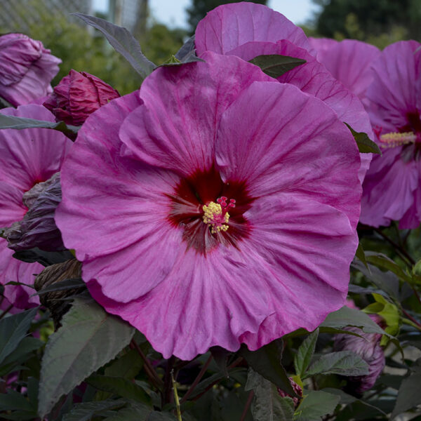Hibiscus Summerific® 'Berry Awesome'