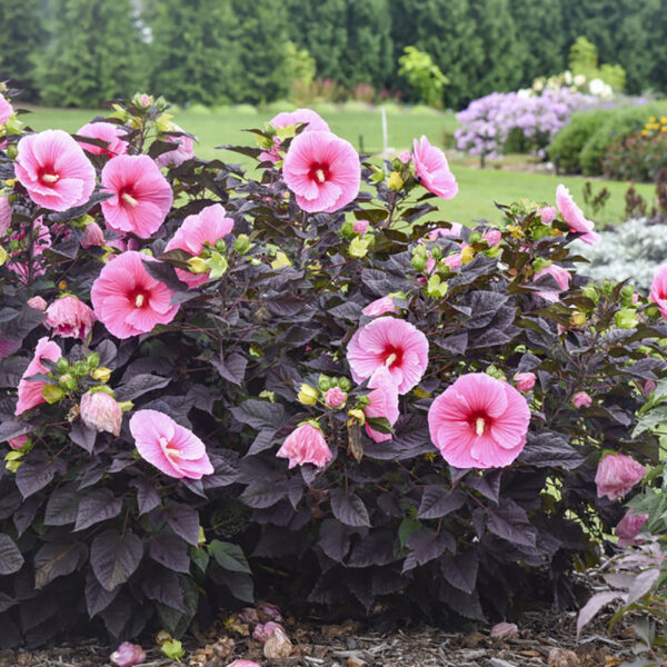 Hibiscus Summerific® 'Edge of Night'