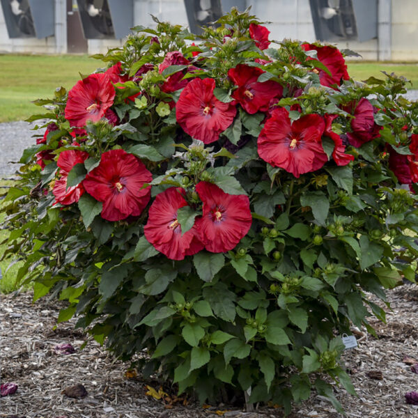 Hibiscus Summerific® 'Valentine's Crush'