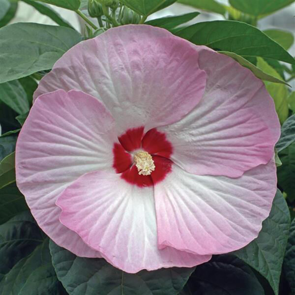Hibiscus mos. 'Luna Pink Swirl'