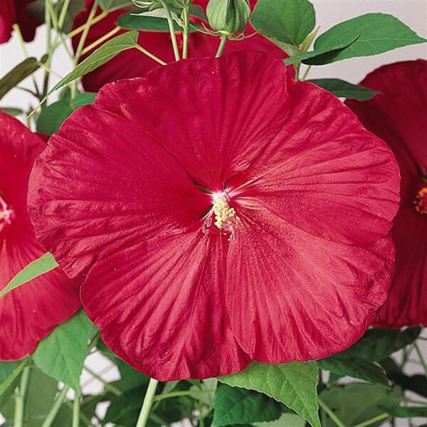 Hibiscus mos. 'Luna Red'