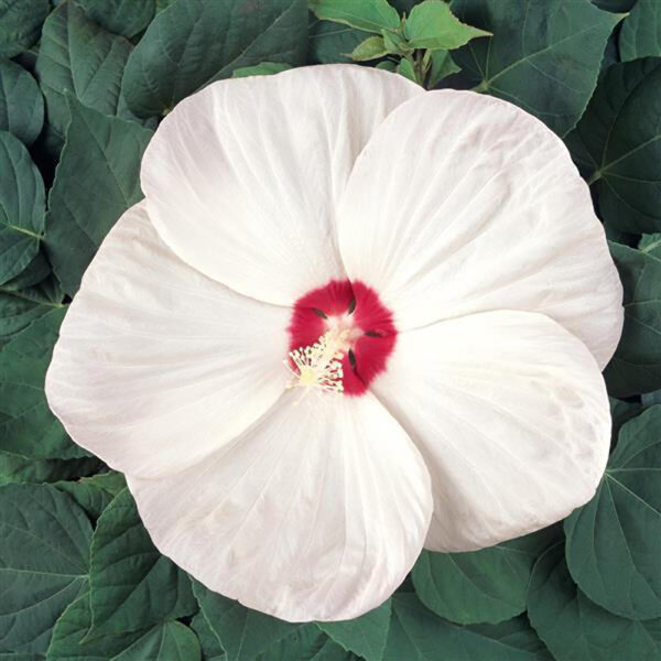 Hibiscus mos. 'Luna White'