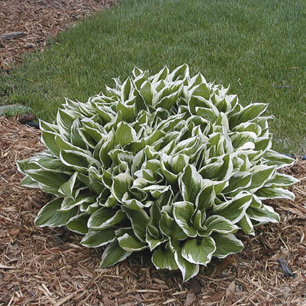 Hosta 'Albomarginata'