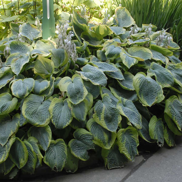 Hosta 'Frances Williams'