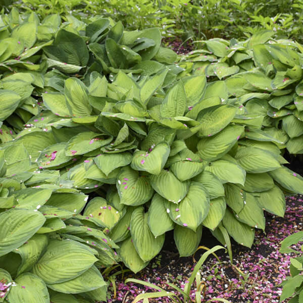 Hosta 'Gold Standard'