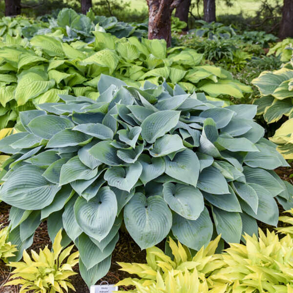 Hosta 'Halcyon'