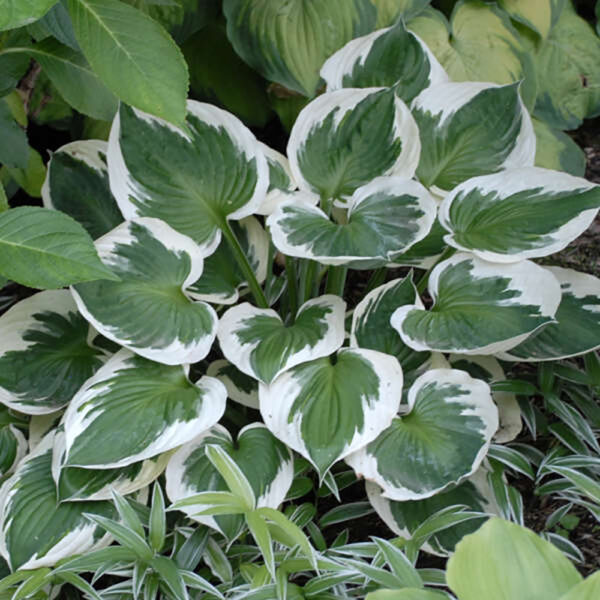 Hosta 'Minuteman'
