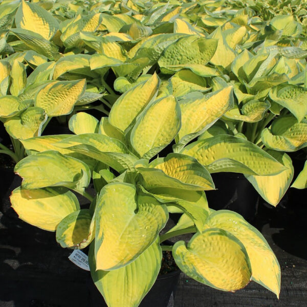 Hosta 'Paul's Glory'