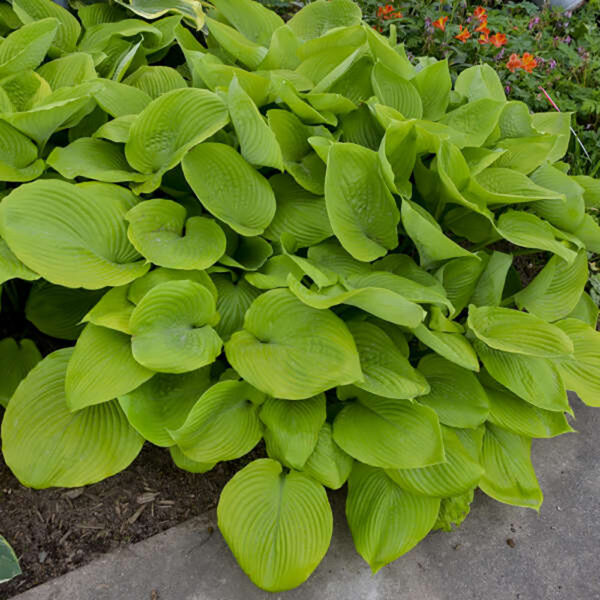 Hosta 'Sum & Substance'