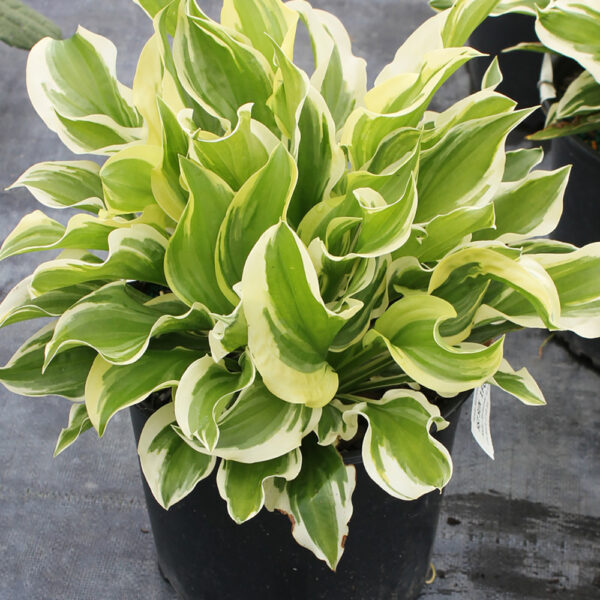 Hosta SunHosta™