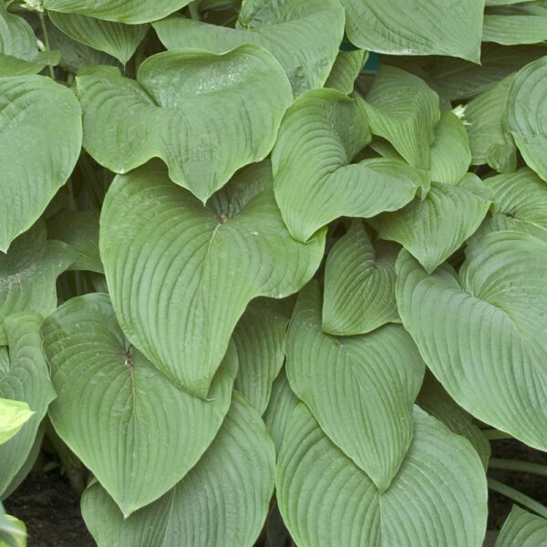 Hosta 'T-Rex'