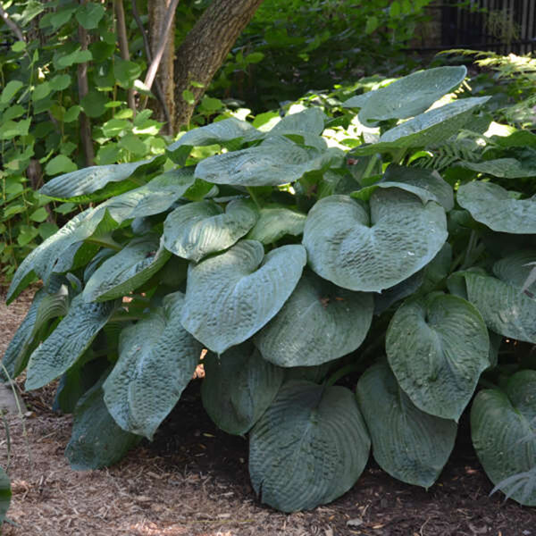 Hosta sieb. 'Elegans'