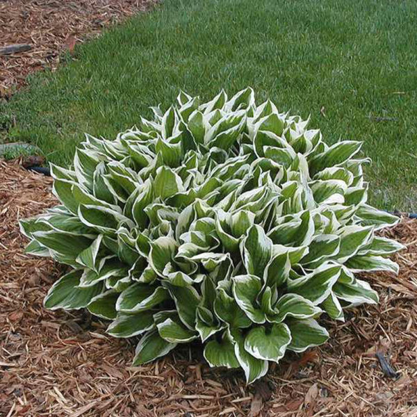 Hosta und. 'Medio Variegata'