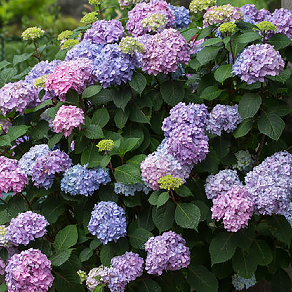 Hydrangea Endless Summer® BloomStruck