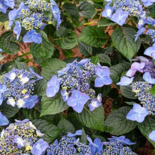 Hydrangea Endless Summer® Pop Star®