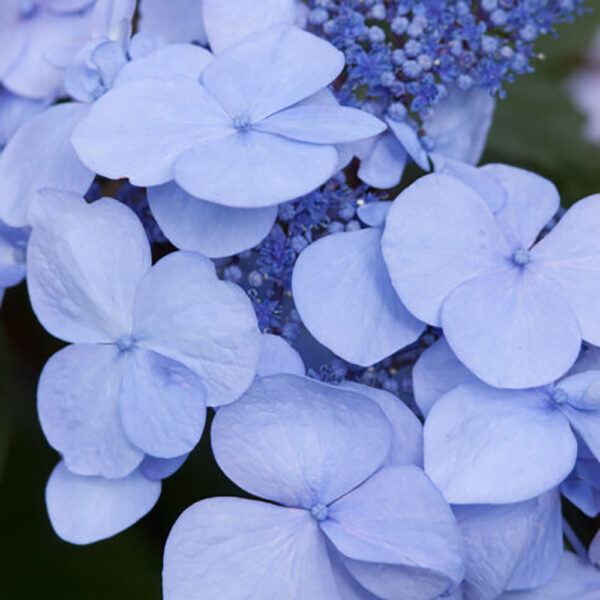Hydrangea Endless Summer® Twist-n-Shout®