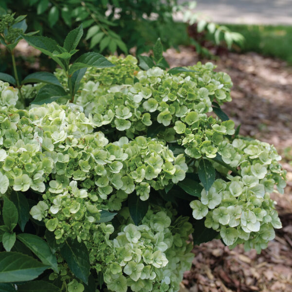 Hydrangea Fairytrail® Green
