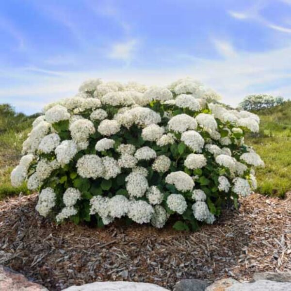 Hydrangea arb. FlowerFull™