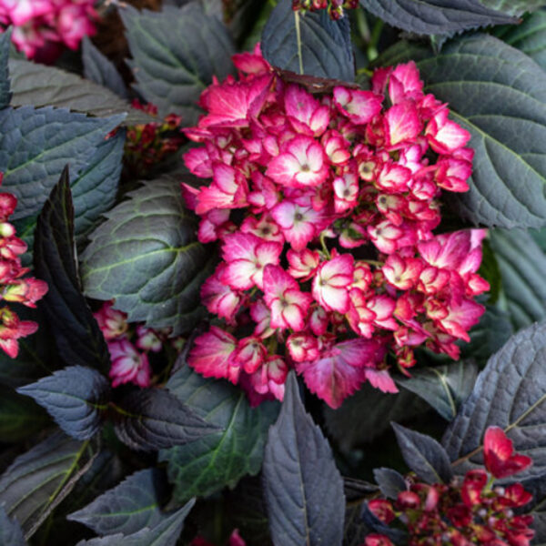 Hydrangea mac. Eclipse®