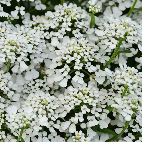 Iberis 'Summer Snowdrift'