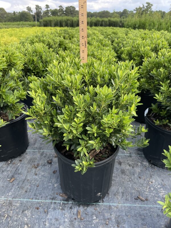 Ilex cre. 'Hoogendorn' - Image 2