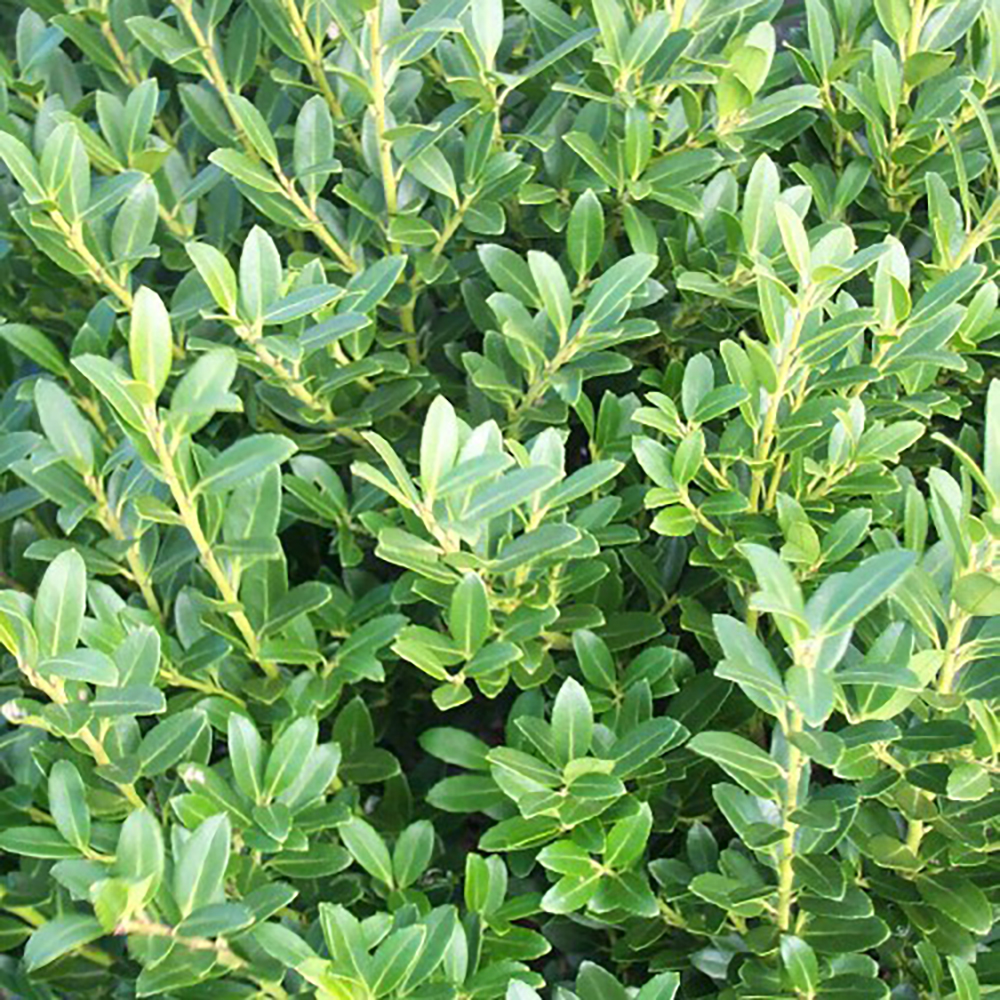 Ilex cre. 'Hoogendorn'