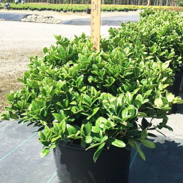 Ilex cor. 'Carissa'