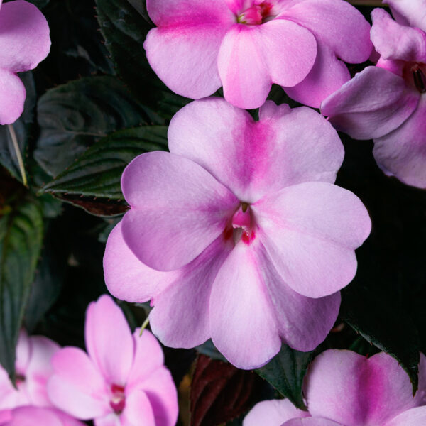 Imp. SunPatiens® Compact Lavender Splash