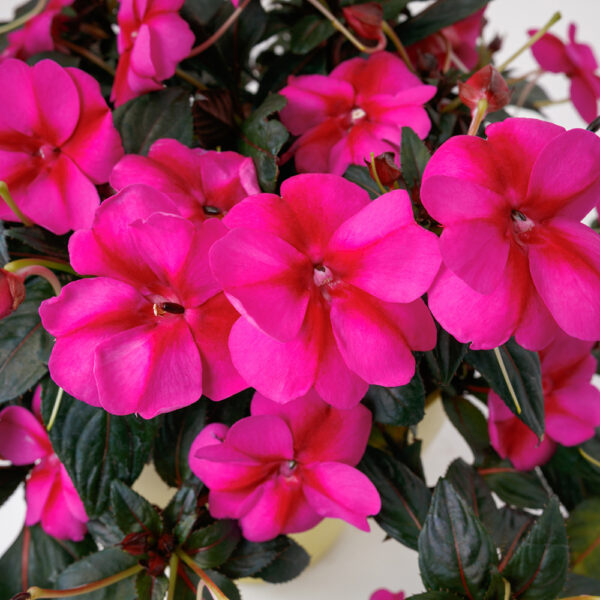 Impatiens SunPatiens® Compact Purple Candy