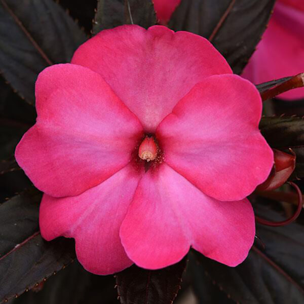 Imp. Clockwork™ Hot Pink Glow