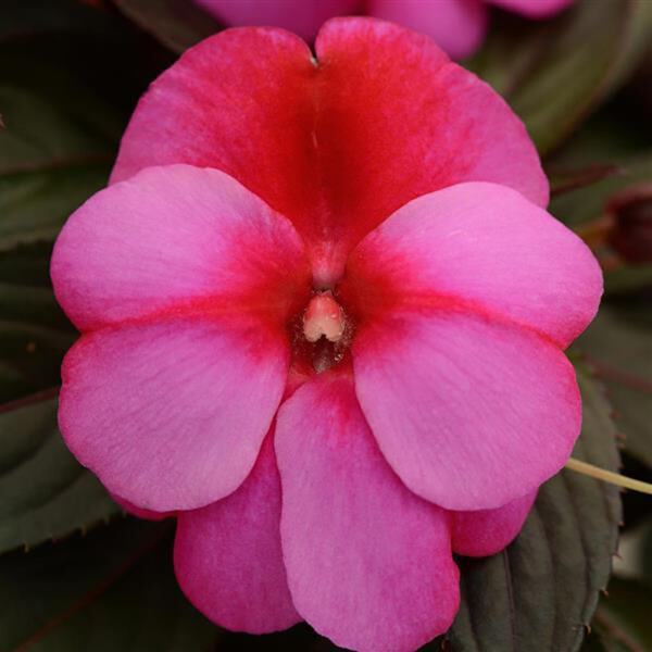 Imp. Clockwork™ Pink Star