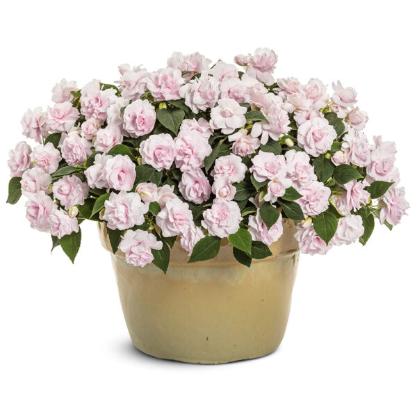 Impatiens Rockapulco® Appleblossom