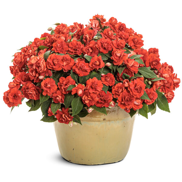 Impatiens Rockapulco® Red