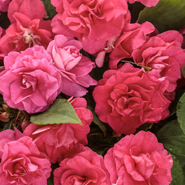 Impatiens Rockapulco® Rose